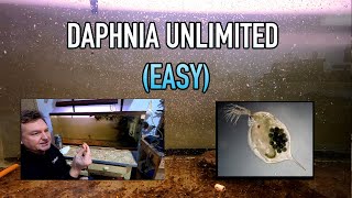 How I Raise Daphnia Water Fleas And You Can Too [upl. by Anitniuq296]