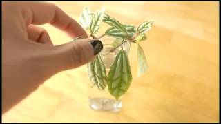 How to Propagate the Aluminum Plant or Pilea Cadierei [upl. by Notsirk]