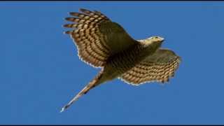 Sparrowhawk Bird Call Bird Song [upl. by Mehetabel]