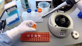 DNA Extraction Protocol  Part 2 [upl. by Glanti859]