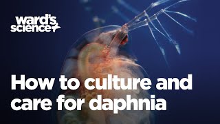 Caring and Culturing for Daphnia [upl. by Lewis889]