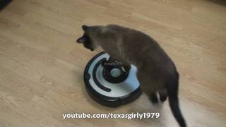 Cat shows HOW TO use iRobot Roomba Vacuum [upl. by Anyahs]