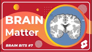 White Matter Vs Gray Matter  Whats the Difference  Brain Bits [upl. by Par522]