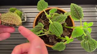 How To Propagate Pilea Mollis [upl. by Podvin899]