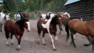 Horses Running out to Pasture [upl. by Pampuch]