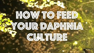 How To Feed Your Daphnia Culture [upl. by Tamas583]