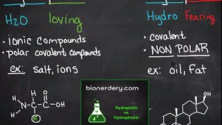 Hydrophilic vs Hydrophobic [upl. by Tereb]