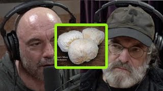 Paul Stamets Miracle Mushrooms Mycelium and Your Health [upl. by Roman]