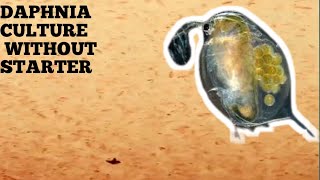 HOW TO CULTURE DAPHNIA NATURALLY WITHOUT A STARTER [upl. by Salta]