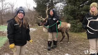 Toronto Zoo Reindeer Adaptations [upl. by Knipe802]