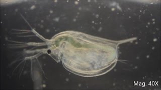 Daphnia magna under the Microscope [upl. by Tnattirb554]