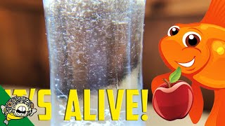 How to culture Vinegar Eels The EASY Way Live Fish Food [upl. by Galligan632]