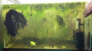 Scuds Daphnia Cherry Shrimp Copepods My aquatic food culture [upl. by Etterual]