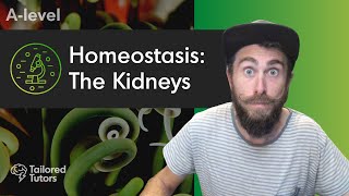 Homeostasis The Kidneys  ALevel Biology Revision  AQA [upl. by Lauri827]