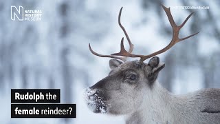 Are Santas reindeer female  Natural History Museum [upl. by Dewie]