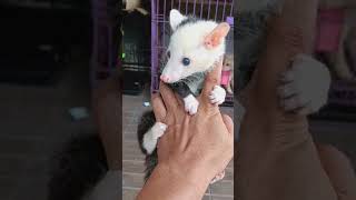 musang pandan mozaik musangmozaik mozaik musanglovers musangloversindonesia musangpandan [upl. by Talyah]