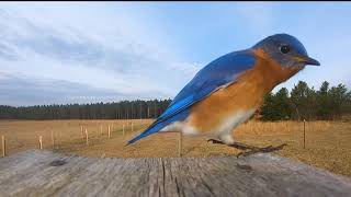 Bluebird Flying in Slow Motion [upl. by Eudora]