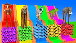 Long Slide Game With Elephant Gorilla Buffalo Hippopotamus Tiger 3d Animal Game Funny 3d Animals [upl. by Otirecul]