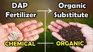 What is dap fertilizer DAP [upl. by Arvell391]