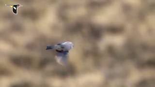 Mountain Bluebird Flying in the Wind [upl. by Merritt]