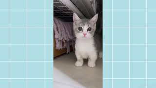 Kore Nani Neko  Tiktok Cat Video  これの何？これの何？猫 [upl. by Egwin916]