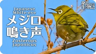 【鳥の鳴き声】メジロの鳴き声 【野鳥撮影】 [upl. by Kissie]