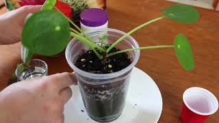 How to Propagate Pilea Peperomioides by Cutting [upl. by Meesan354]