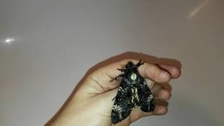 Deaths head hawkmoth screaming [upl. by Fanny]