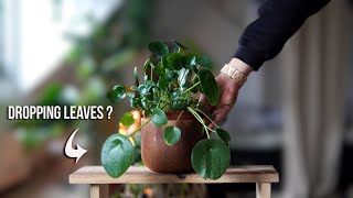 How to treat a Pilea with dropping Leaves [upl. by Anaj297]