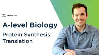 Protein Synthesis Translation  Alevel Biology  OCR AQA Edexcel [upl. by Egide]