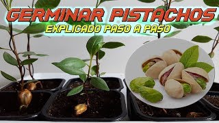 INCREIBLE Como Germinar Semillas de Pistacho  Germinar Pistacho  Sembrar Pistacho  Plantar [upl. by Enicar]