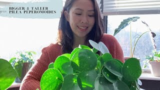 TIPS on a bigger and taller PILEA PEPEROMOIDES [upl. by Rossuck]