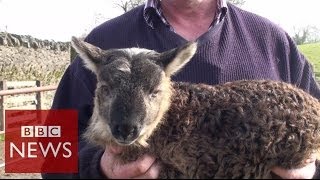 What do you get when you cross sheep amp goat  BBC News [upl. by Bertrand]