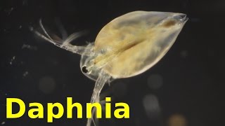 Daphnia [upl. by Edaj]