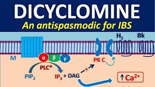 Dicyclomine as antispasmodic [upl. by Yrekcaz]