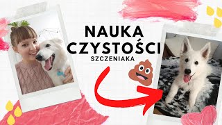 Jak nauczyć szczeniaka czystości 💩 Jak nauczyć psa załatwiania się na dworze Nauka czystości [upl. by Aseram]