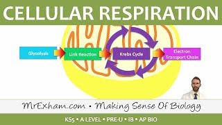 Cellular Respiration  Introduction to Respiration  Post 16 Biology A Level PreU IB AP Bio [upl. by Astrix]