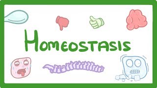 GCSE Biology  Homeostasis 54 [upl. by Weissman187]