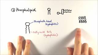 AS Biology  Phospholipids OCR A Chapter 35 [upl. by Ellersick566]