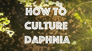 How To Culture Daphnia Magna [upl. by Bonni]