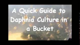 How to culture daphnia outside [upl. by Anidualc]