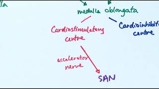 A2 Biology  Controlling heart rate OCR A Chapter 146 [upl. by Nosecyrb]