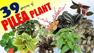 39 PILEA PLANT VARIETIES  HERB STORIES [upl. by Veleda]