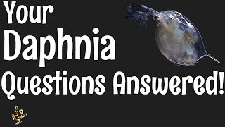 Daphnia Questions Answered [upl. by Lenette]