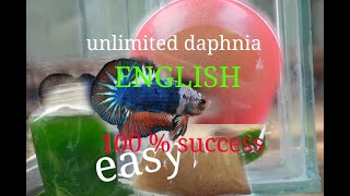 daphnia moina culture Easy way Unlimited production English  with sub Green water Chlorella [upl. by Yevi528]