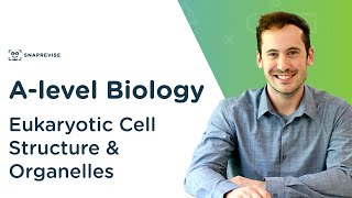 Eukaryotic Cell Structure amp Organelles  Alevel Biology  OCR AQA Edexcel [upl. by Natascha]