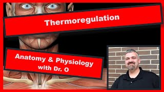 Thermoregulation Anatomy and Physiology [upl. by Phylys]