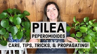 Pilea Peperomioides Plant Care Tips Tricks amp Propagating [upl. by Helmut]