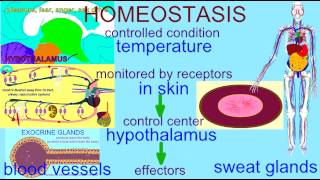 HOMEOSTASIS TEMPERATURE REGULATION [upl. by Eeresed380]