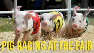 AllAlaskan Racing Pigs take over the fair [upl. by Eilrebmik]